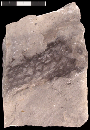 Algae from the Cambrian of Utah