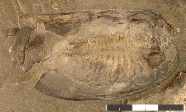 Branchiocaris from the Cambrian of Utah