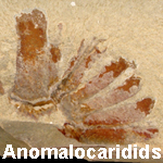 Anomalocaridids