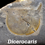 Dicerocaris