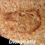 Dioxycaris