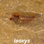Isoxys