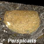 Perspicaris