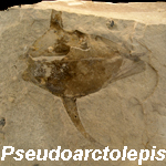 Pseudoarctolepis