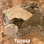 Tuzoia
