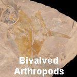 Bivalved Arthropods