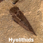 Hyolithids