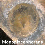 Monoplacophorans