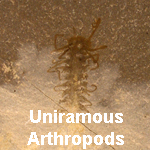 Uniramous Arthropods